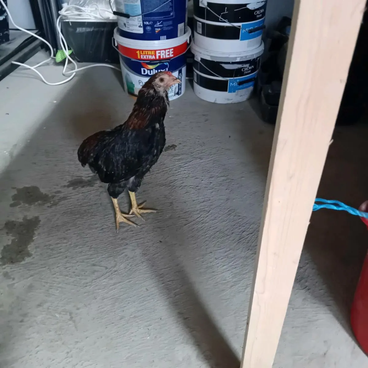 Roosters (fullbreed) - Image 3