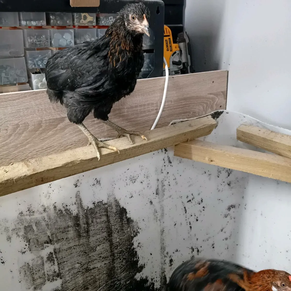 Roosters (fullbreed) - Image 1