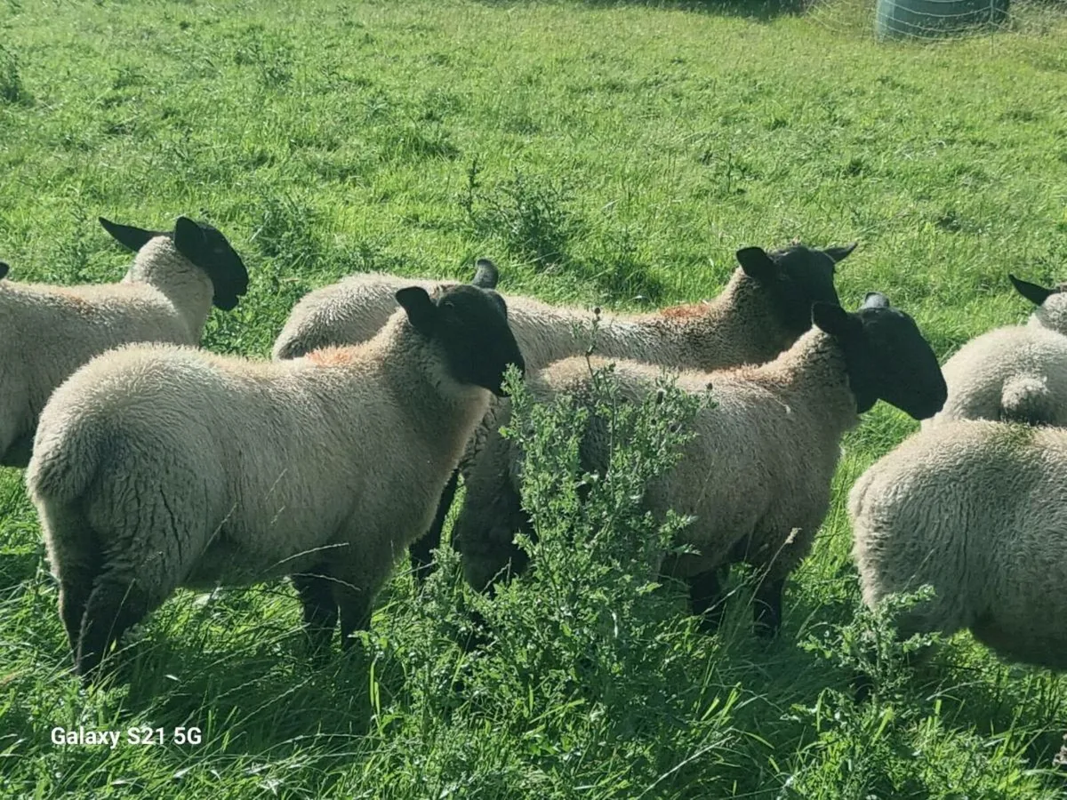 Ewe lambs Suffolk Mule x - Image 2