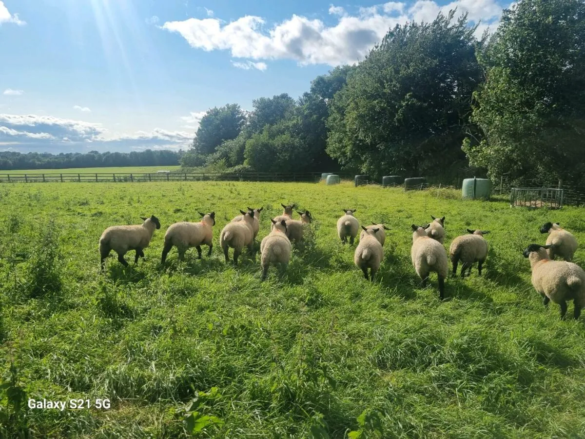 Ewe lambs Suffolk Mule x - Image 3
