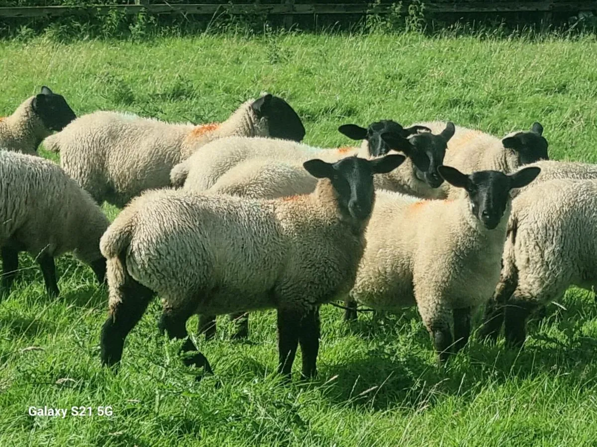 Ewe lambs Suffolk Mule x - Image 1