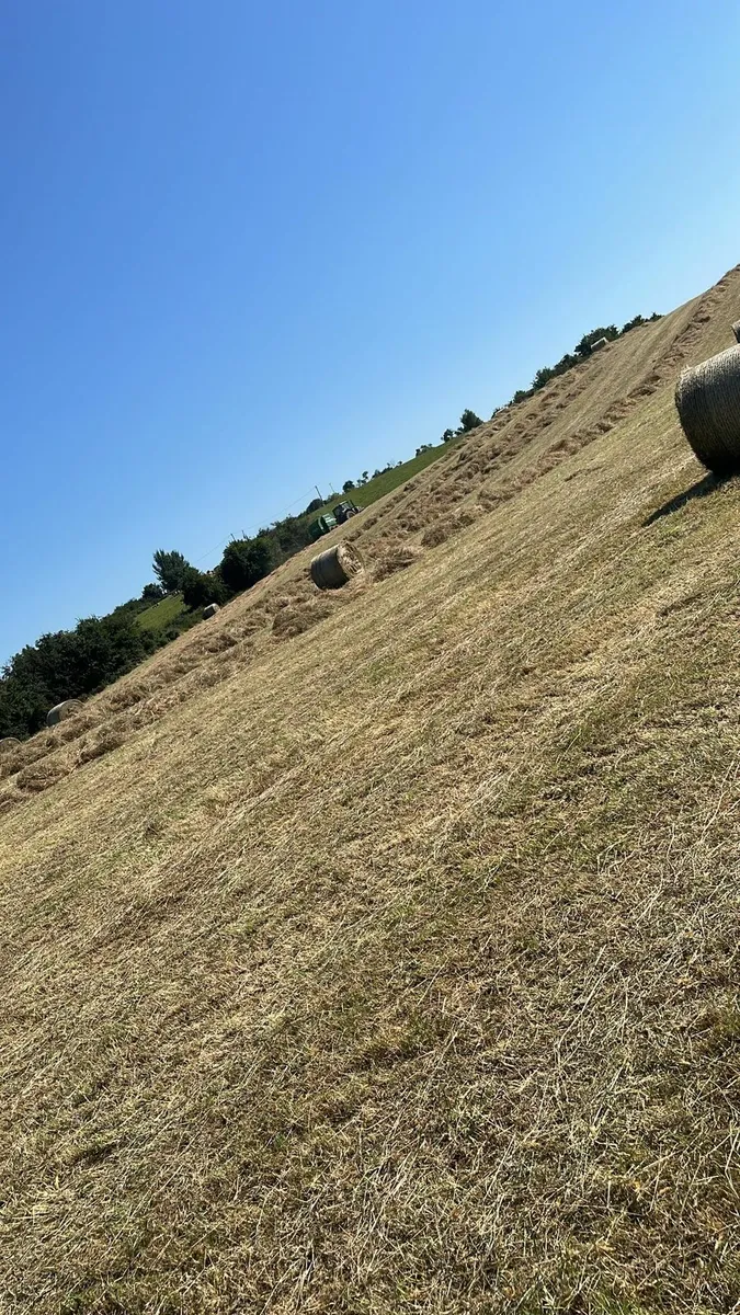 Hay - Image 1