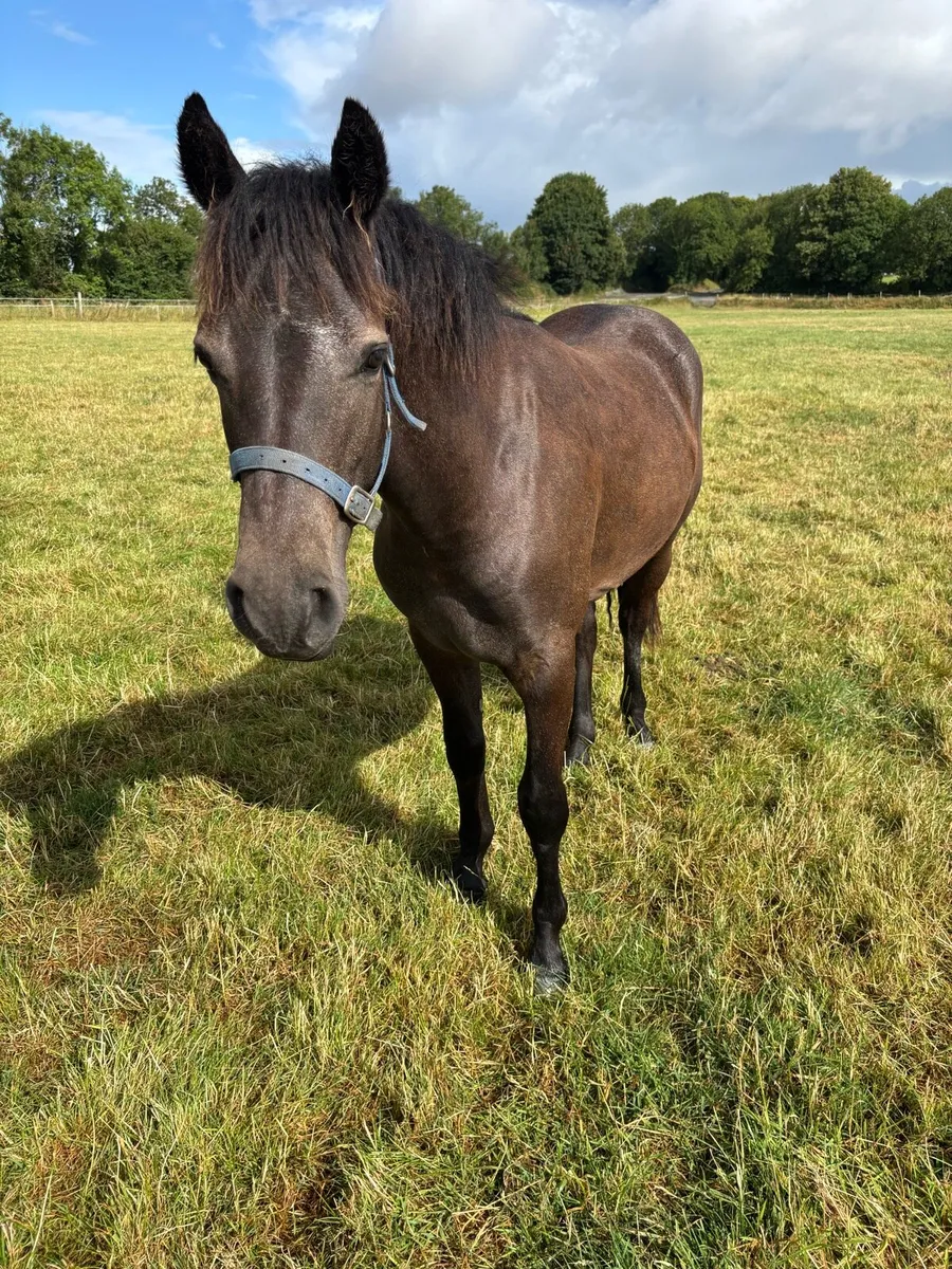 Connemara yearling - Image 1