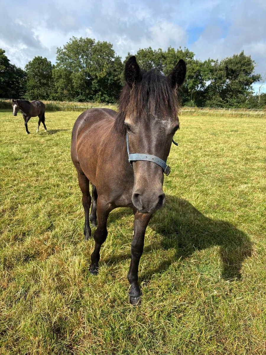 Connemara yearling - Image 4