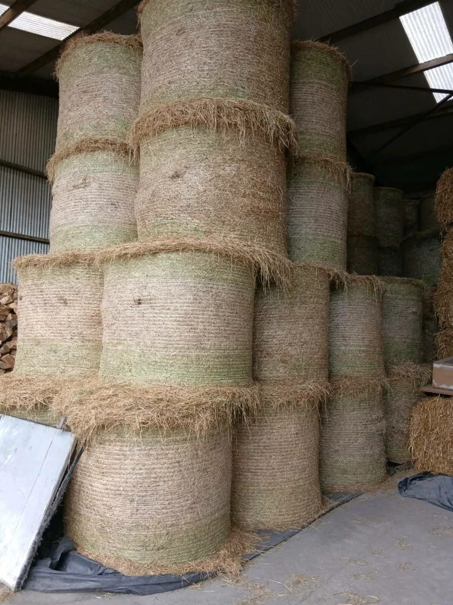 Hay 2025 - Image 2