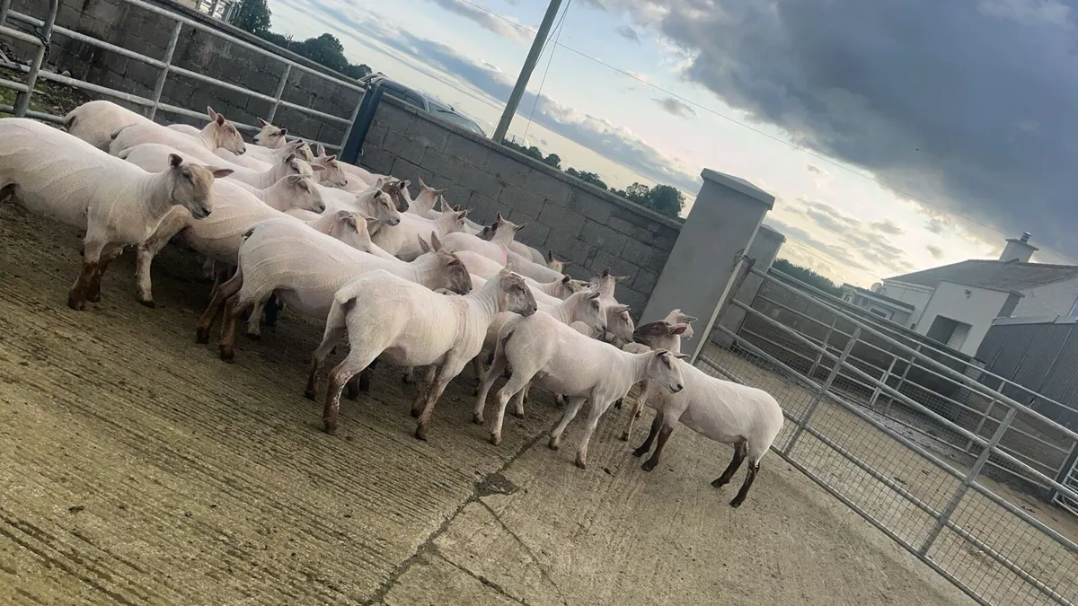 Ewe hoggets - Image 2
