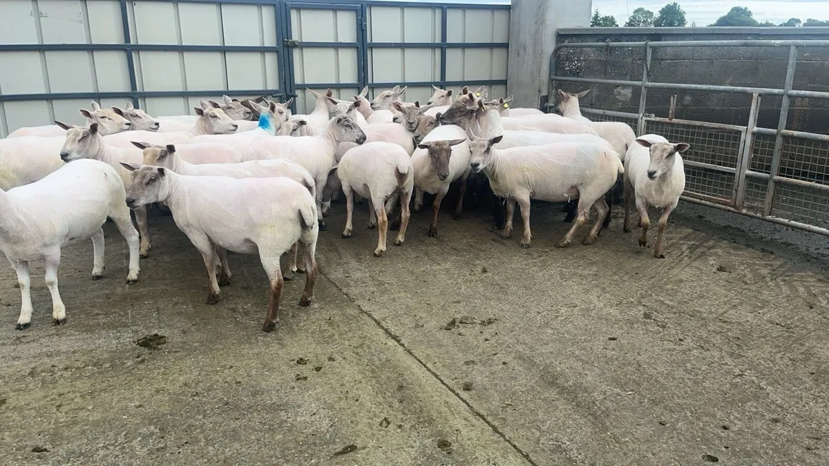 Ewe hoggets - Image 3