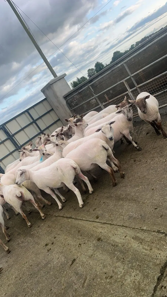 Ewe hoggets - Image 1