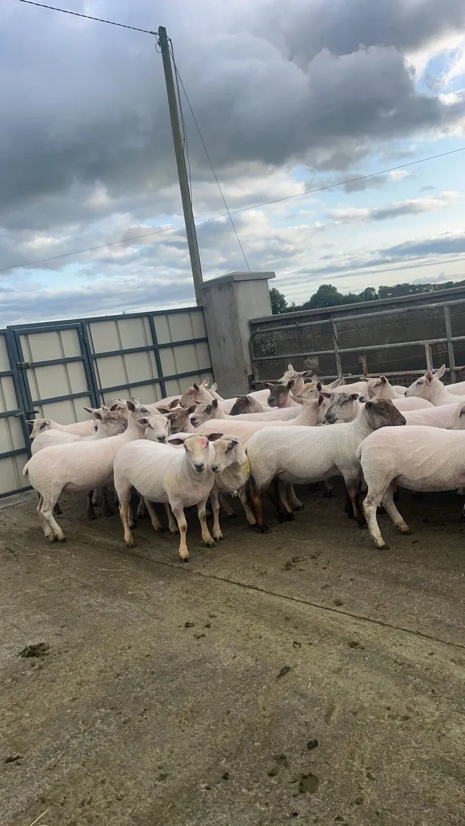 Ewe hoggets - Image 4