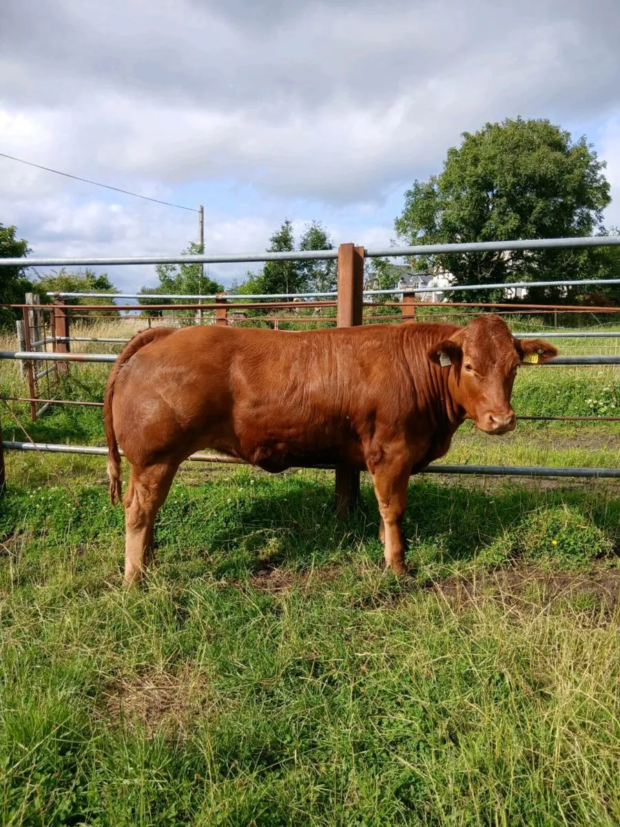 Heifers for sale - Image 4