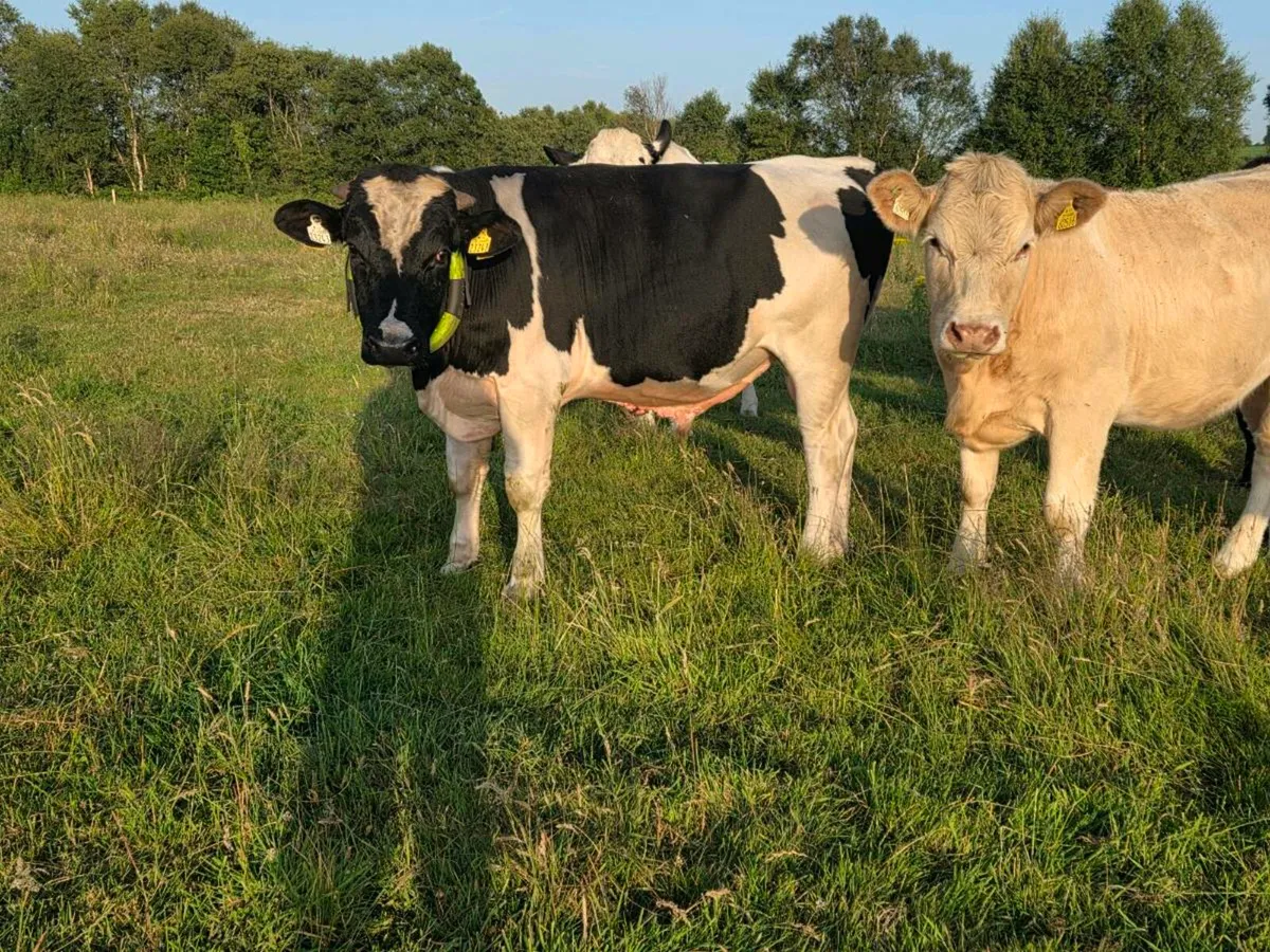 vasectomised bull
