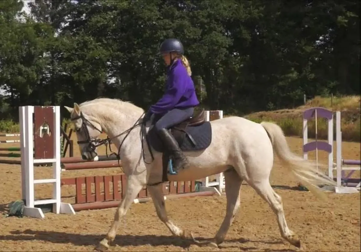 🌟 Schoolmaster Pony Club Pony 🌟 - Image 3