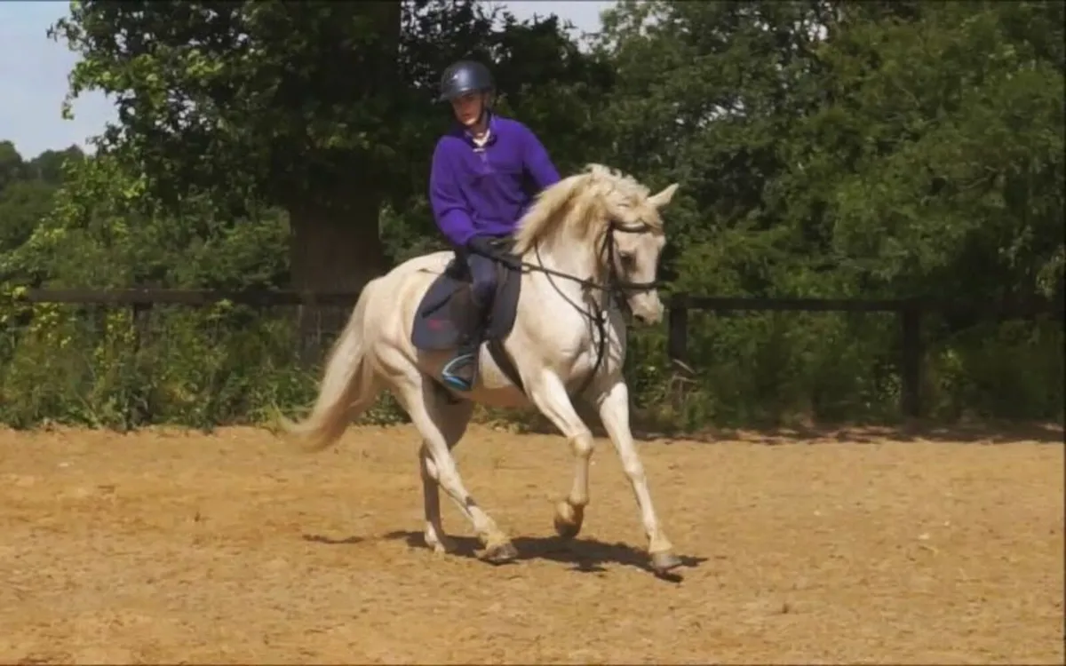 🌟 Schoolmaster Pony Club Pony 🌟 - Image 4