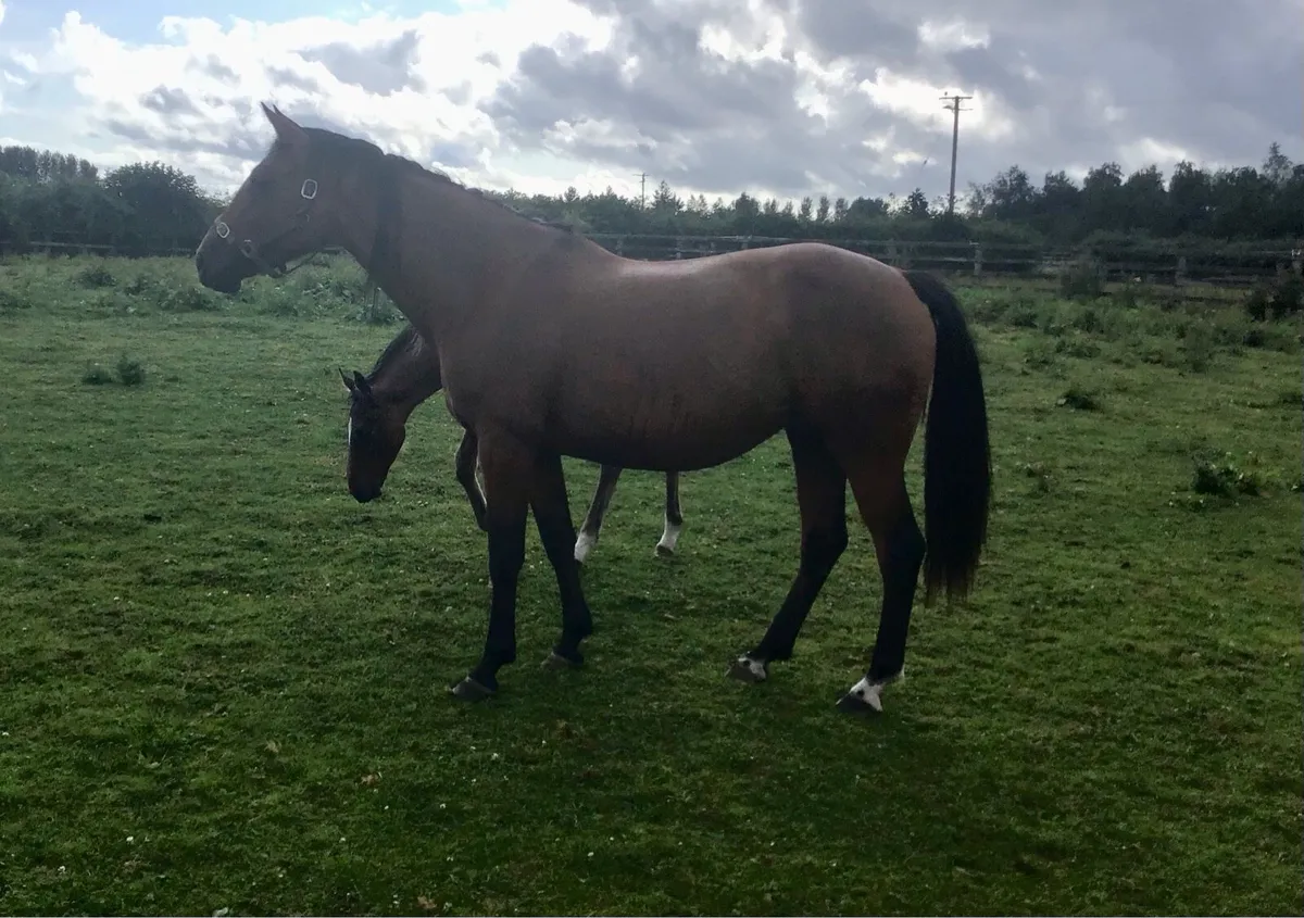 Mare and Foal for sale - Image 2