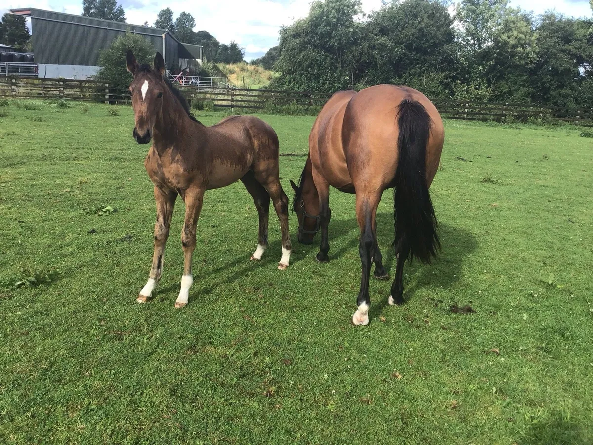 Mare and Foal for sale - Image 3