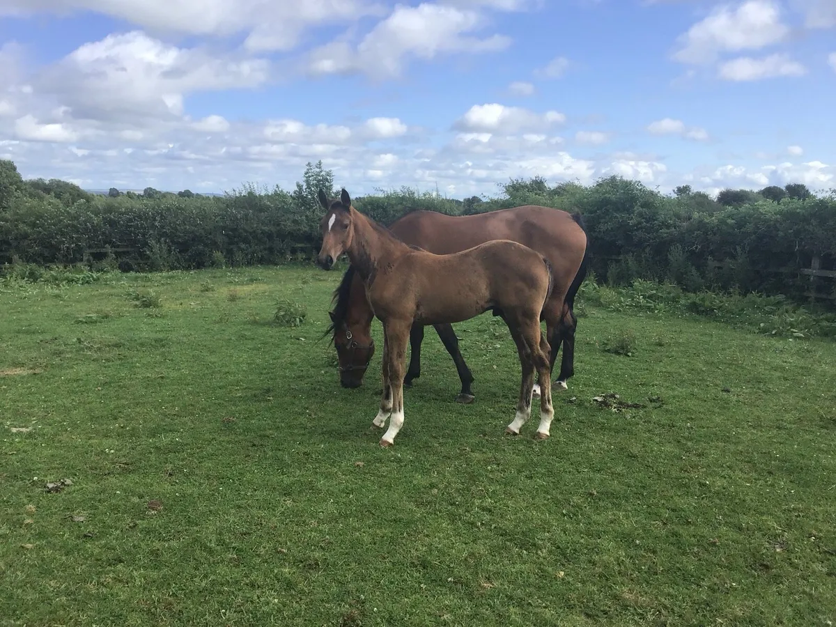 Mare and Foal for sale - Image 4