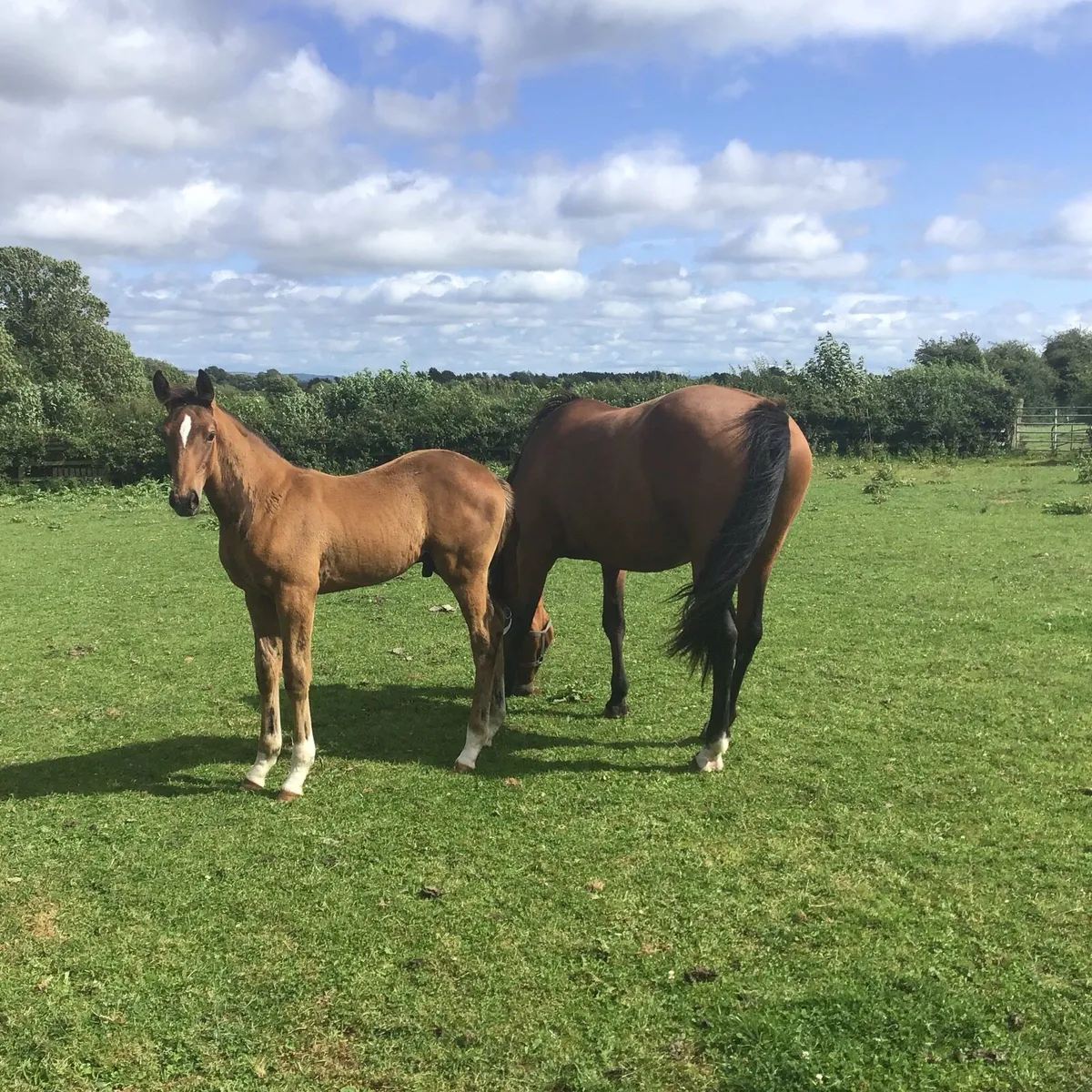 Mare and Foal for sale - Image 1