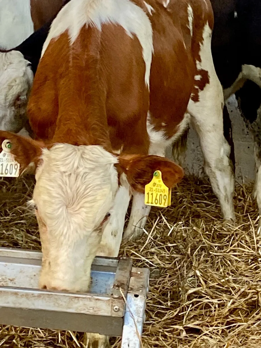 7 SERIOUS QUALITY SIM HEIFERS - Image 2