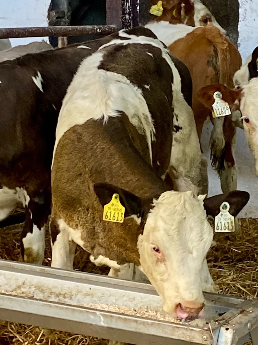 7 SERIOUS QUALITY SIM HEIFERS - Image 1