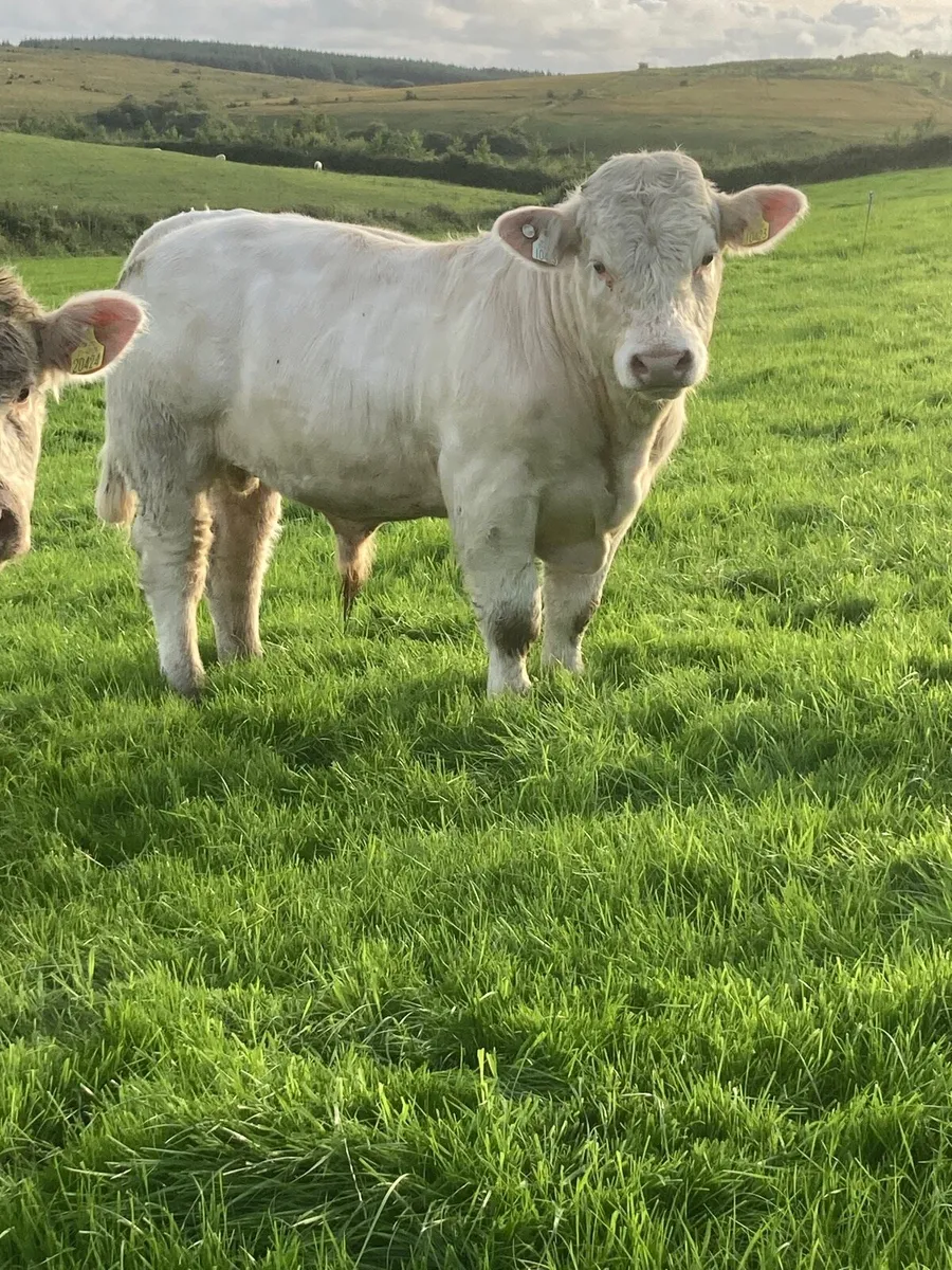 PBR Charolais bull - Image 1