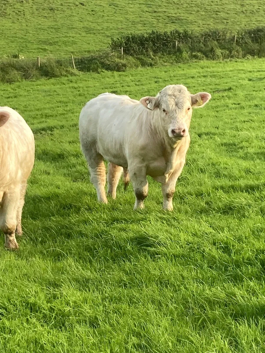 PBR Charolais bull - Image 2