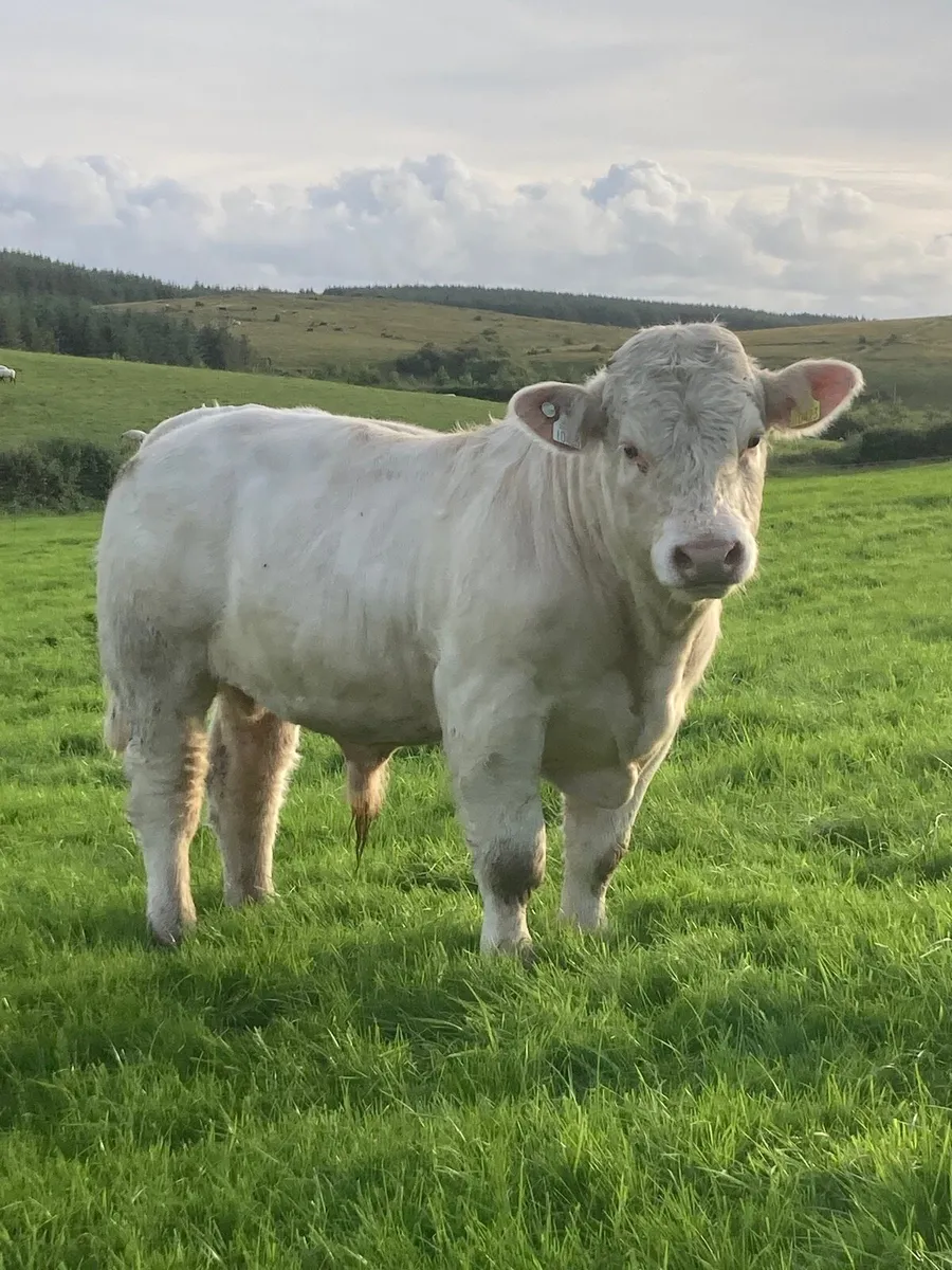 PBR Charolais bull - Image 3