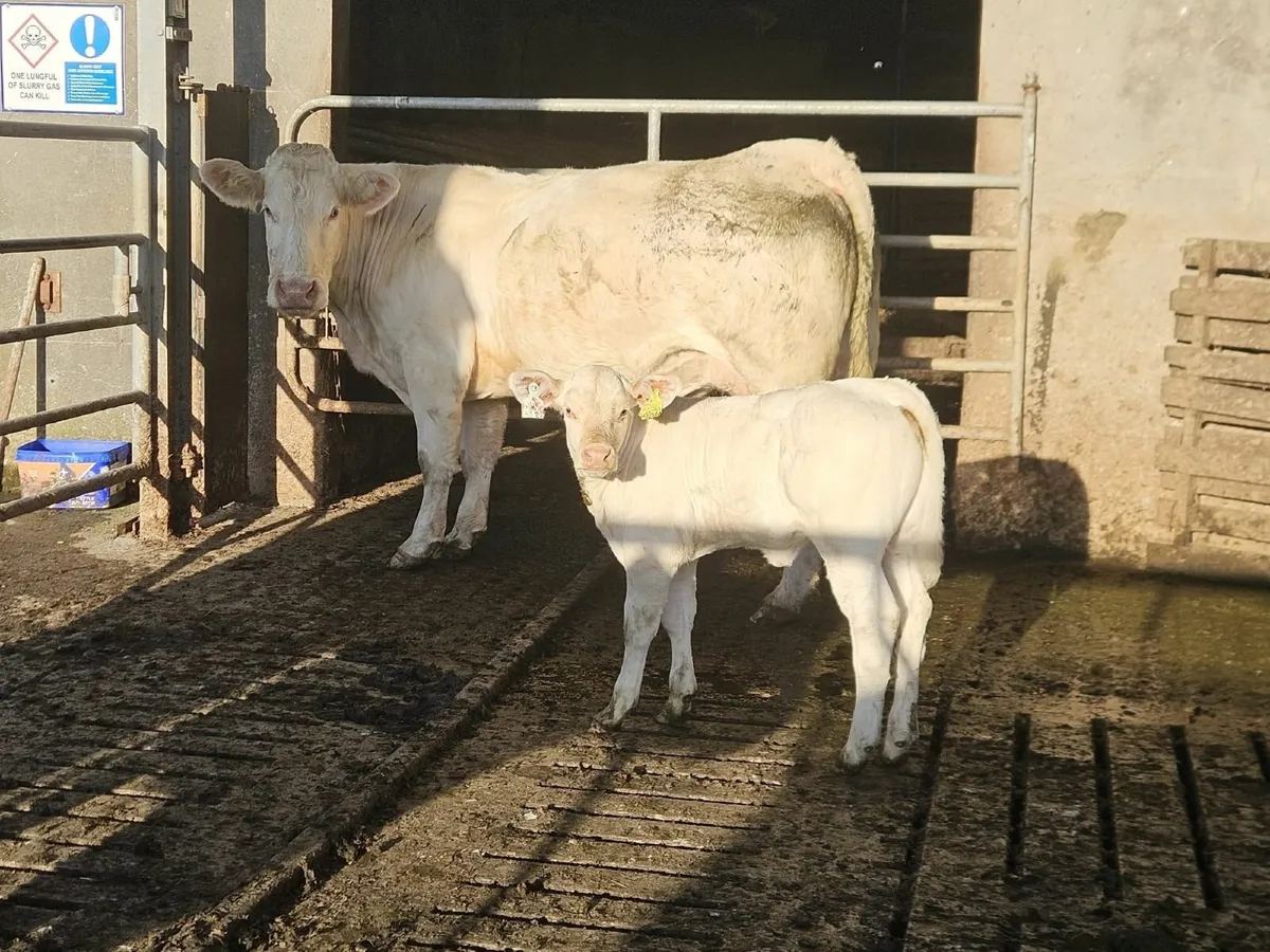 Charolais suckler pair - Image 1