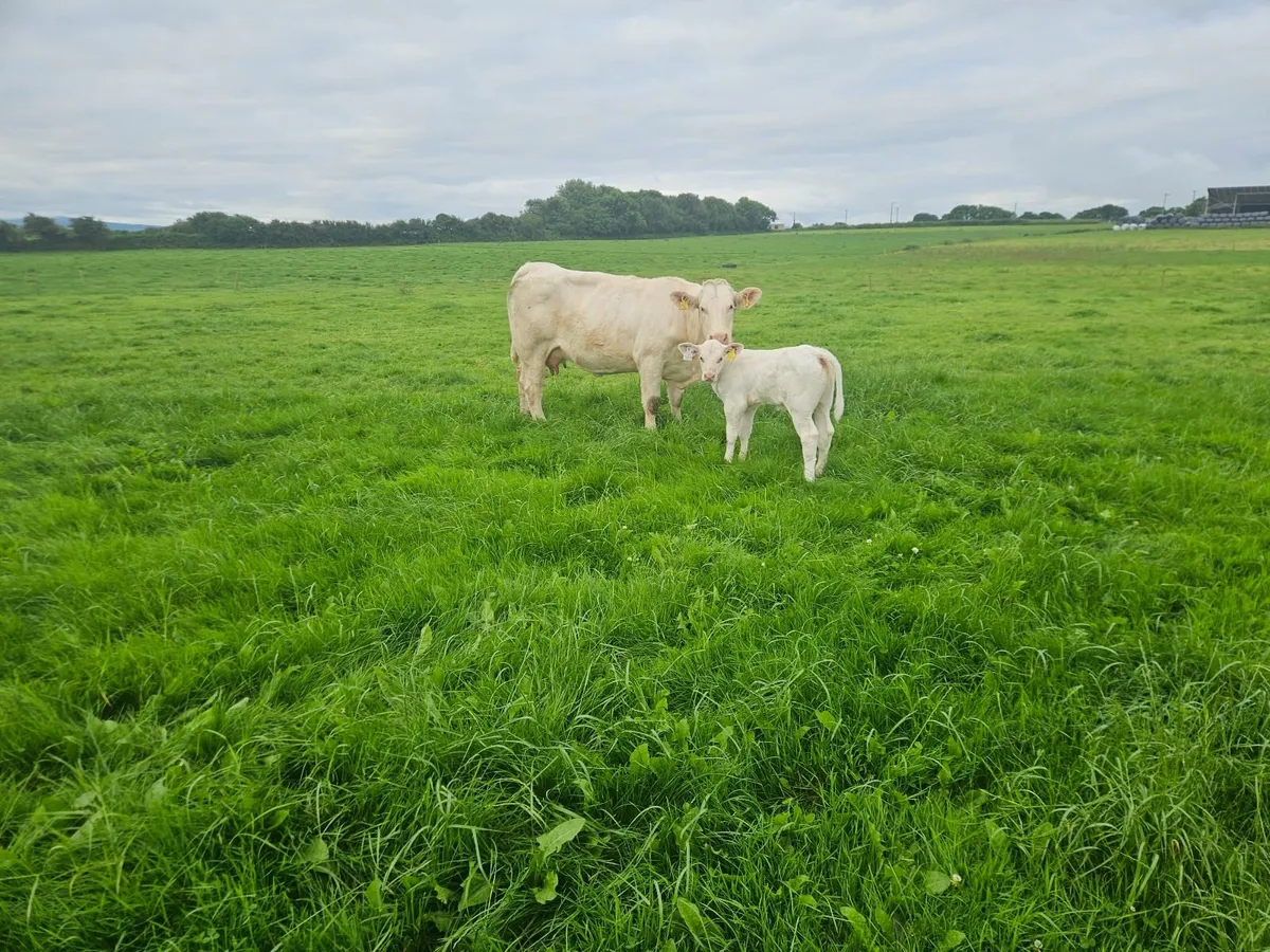 Charolais suckler pair - Image 2