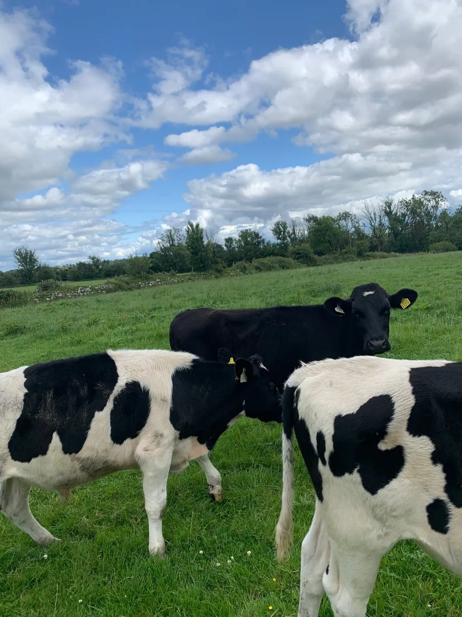 3 British Fr Bullocks for sale - Image 2