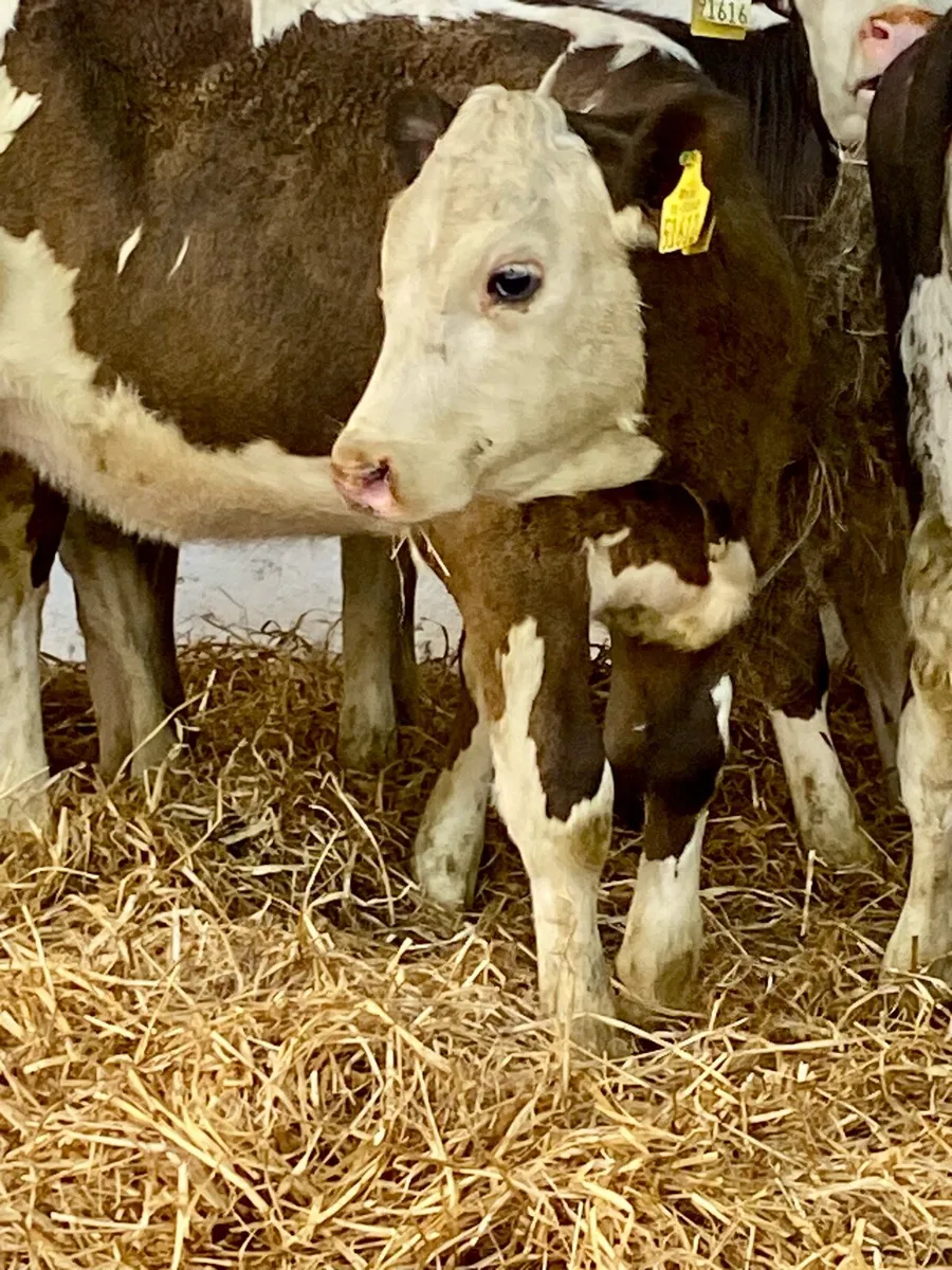 7 SERIOUS QUALITY SIM HEIFERS - Image 3