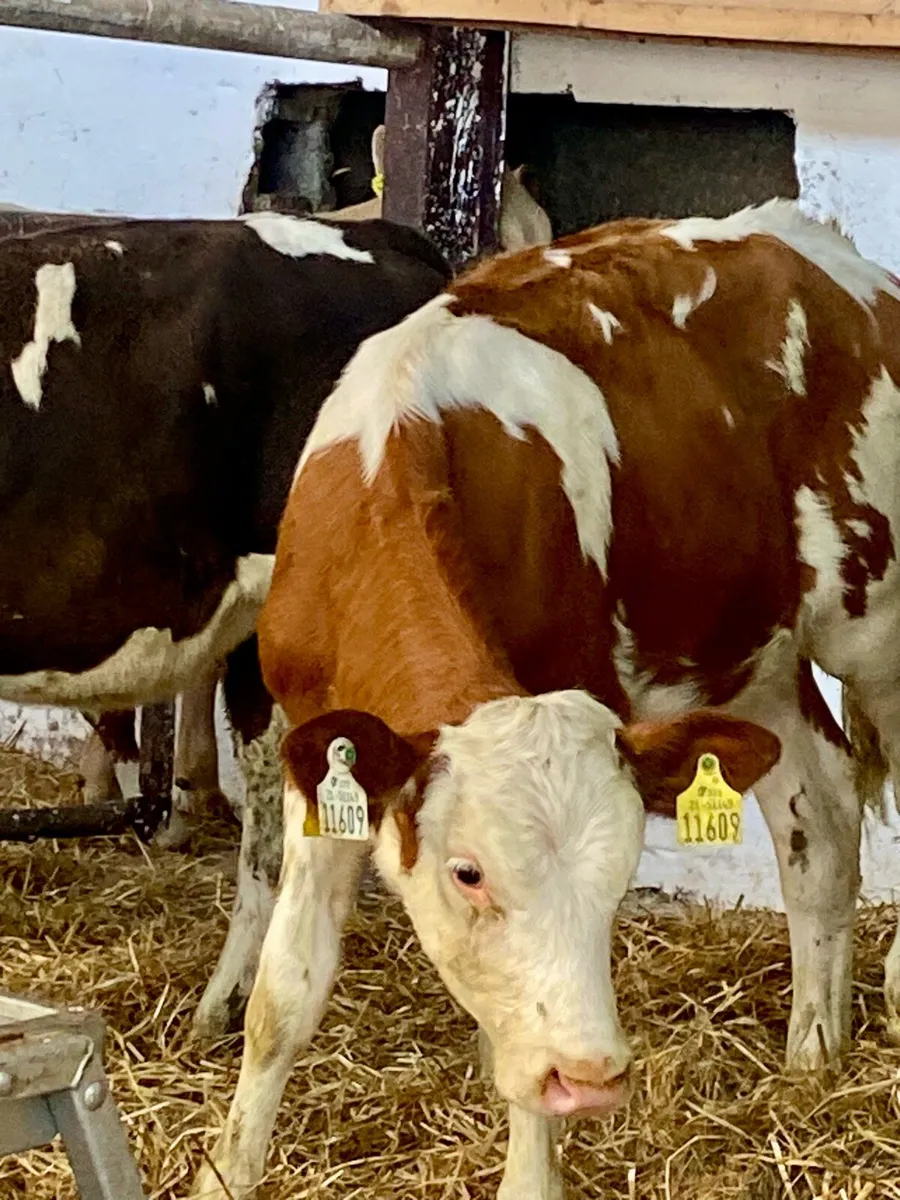 7 SERIOUS QUALITY SIM HEIFERS - Image 4