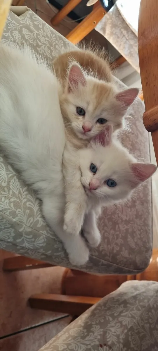 Cats - Image 1