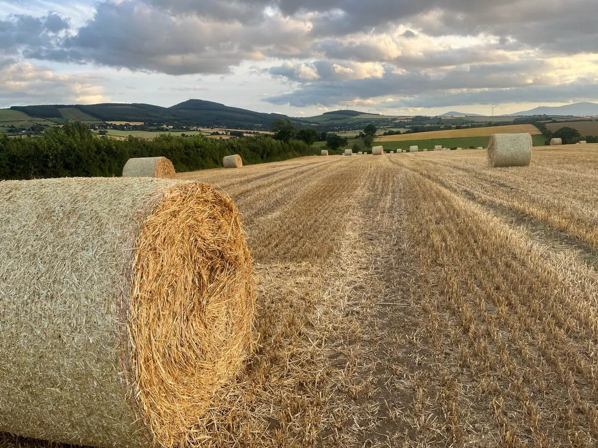 Straw - Image 1