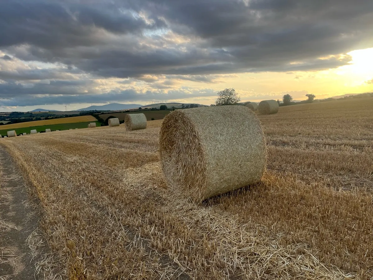 Straw - Image 2