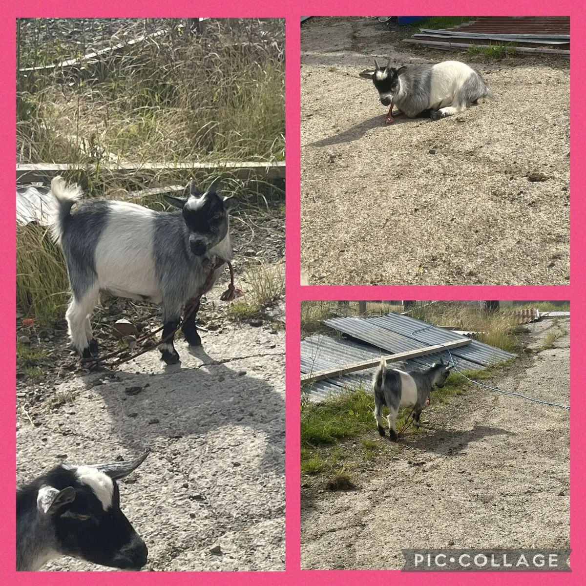 Pygmy goat - Image 2