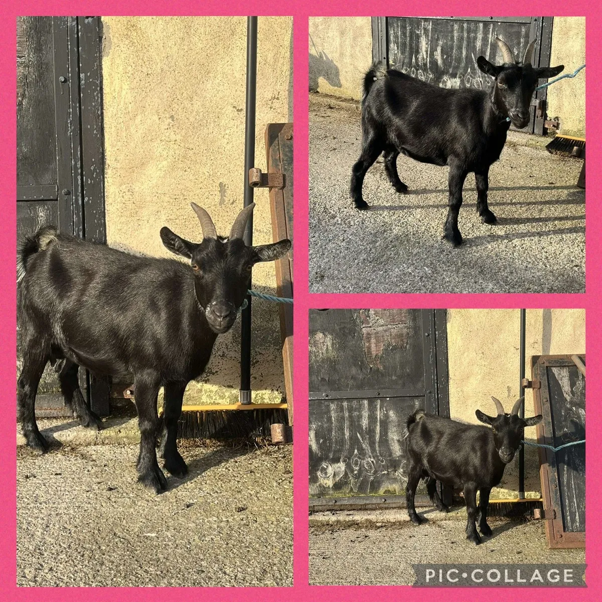 Pygmy goat - Image 1