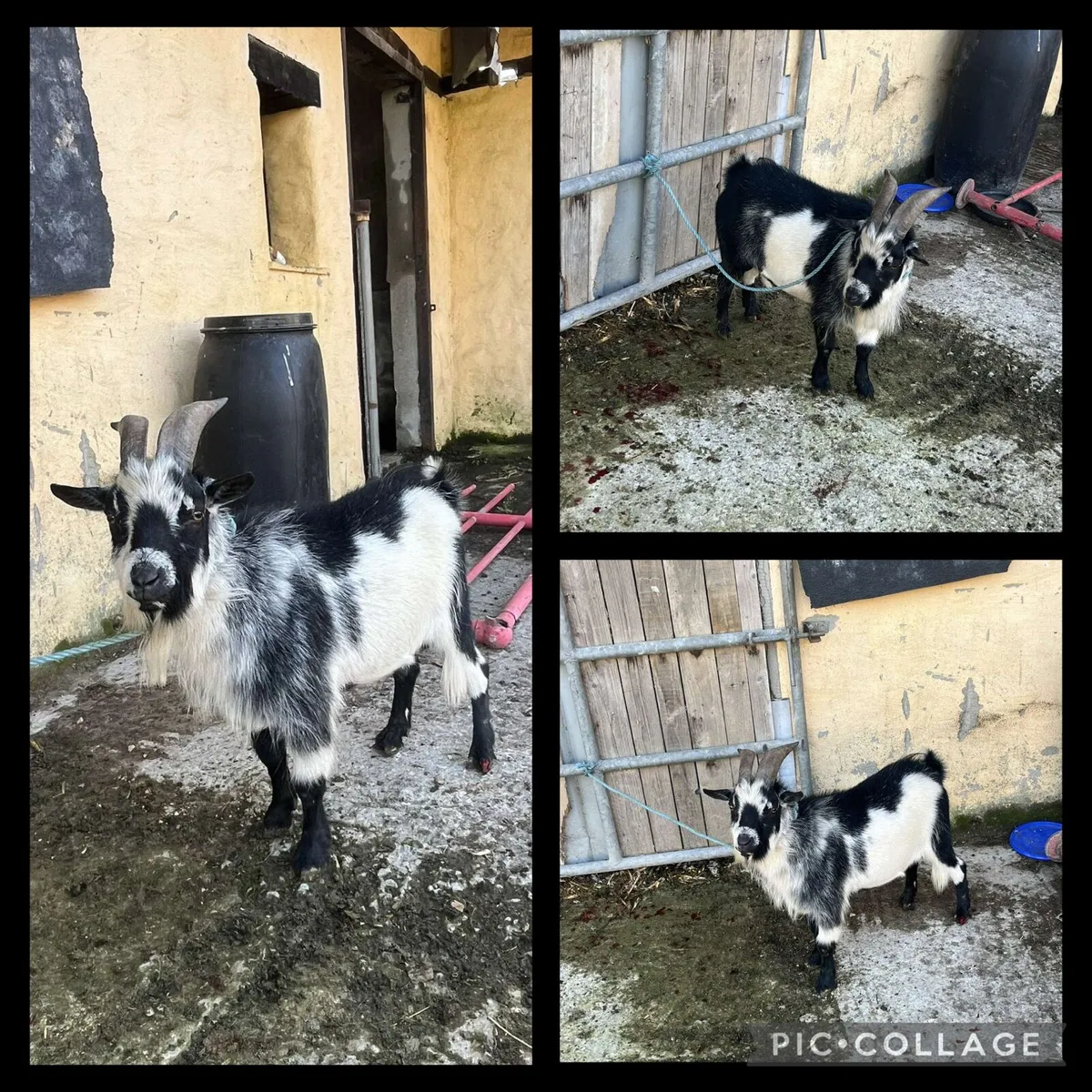 Pygmy goat - Image 3