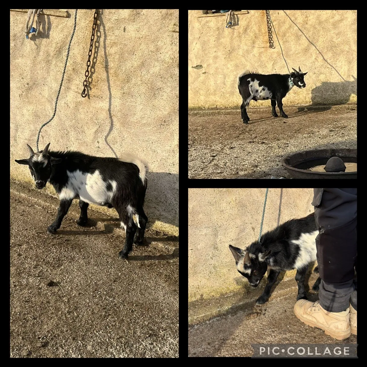 Pygmy goat - Image 4