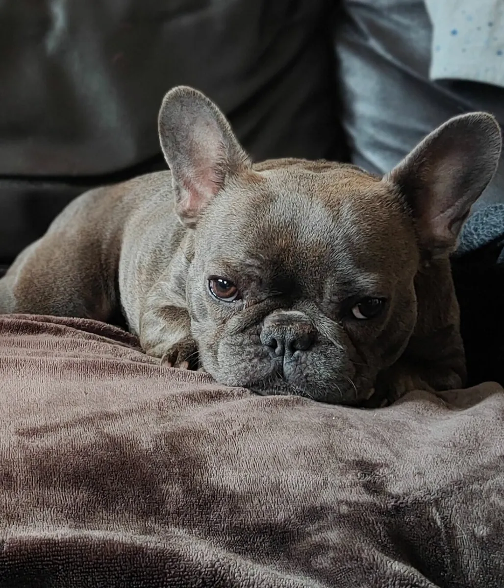 Dog - Image 1