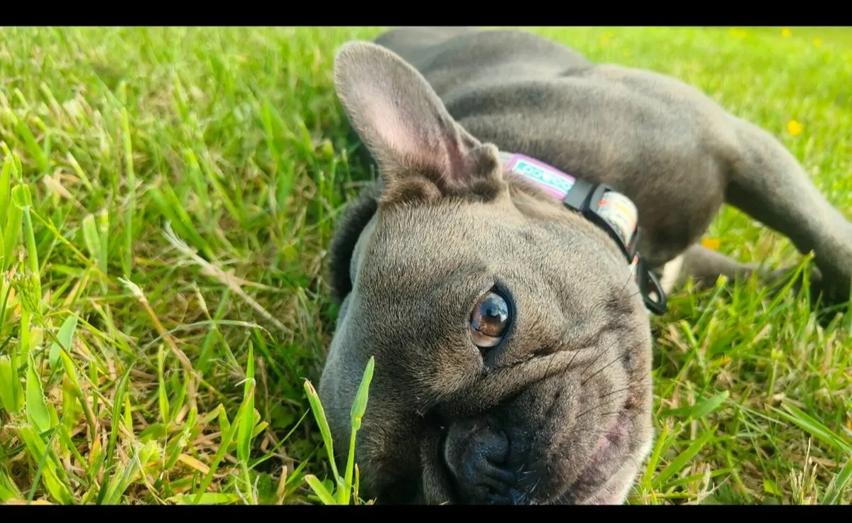 Dog - Image 2