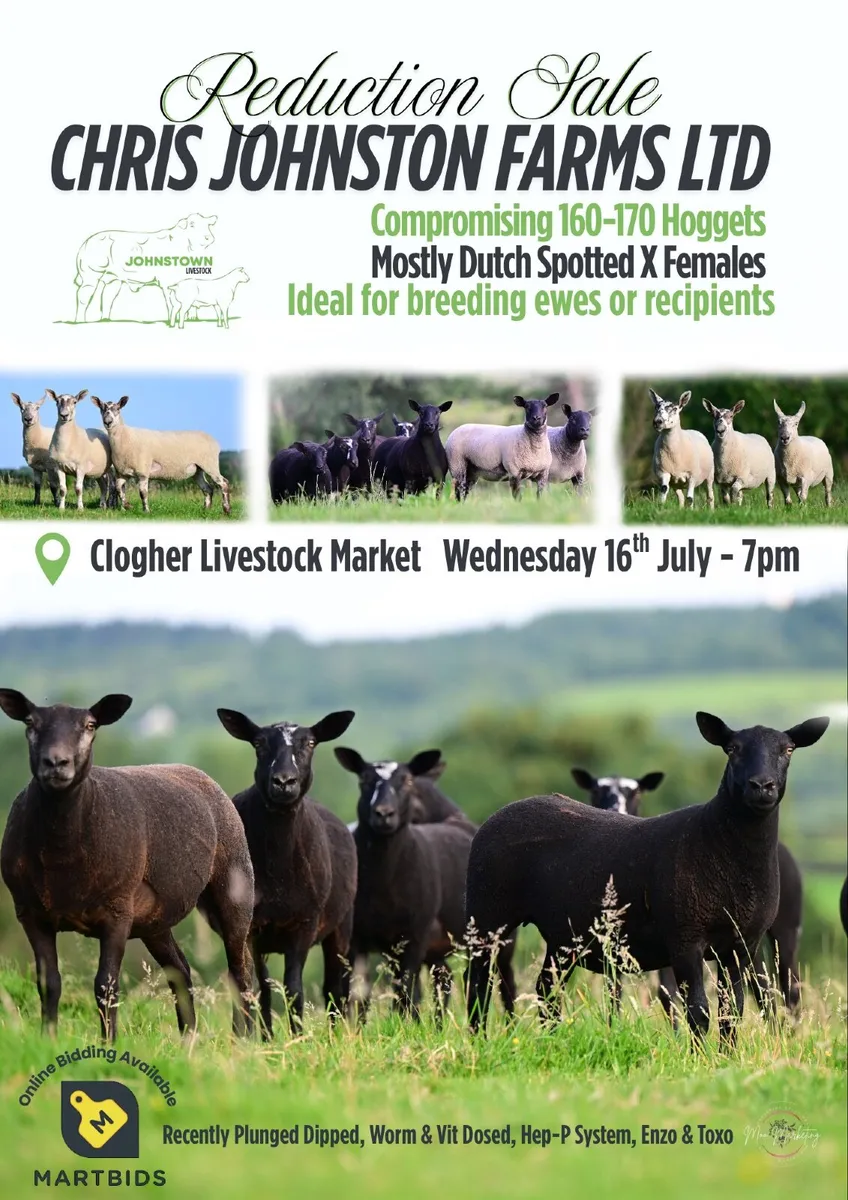 Hoggets - Image 1