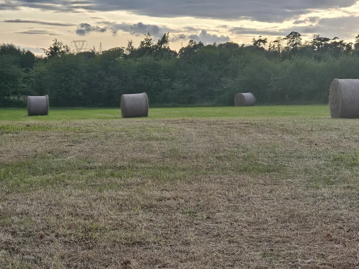 Round bales of hay - Image 1