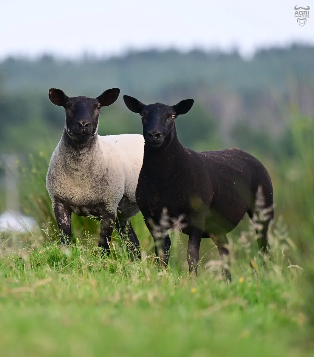Hoggets - Image 2