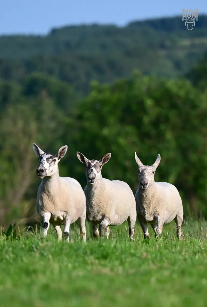Hoggets - Image 3
