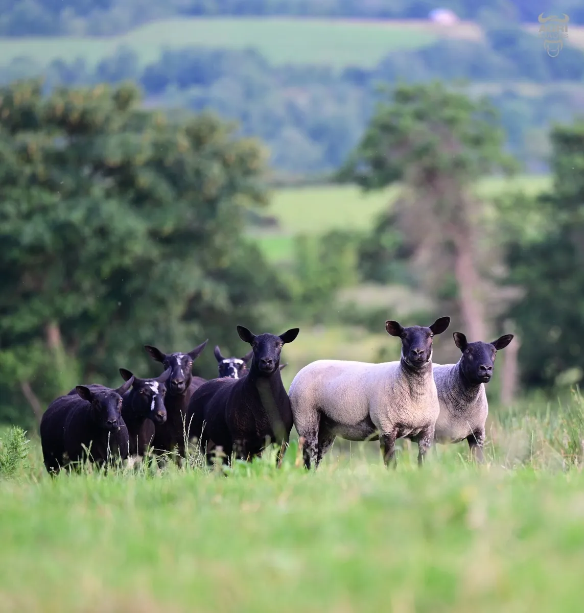 Hoggets - Image 4