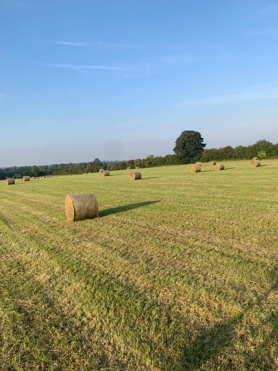 Hay - Image 1