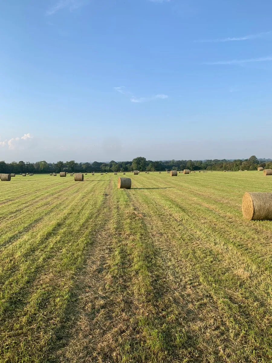 Hay - Image 2