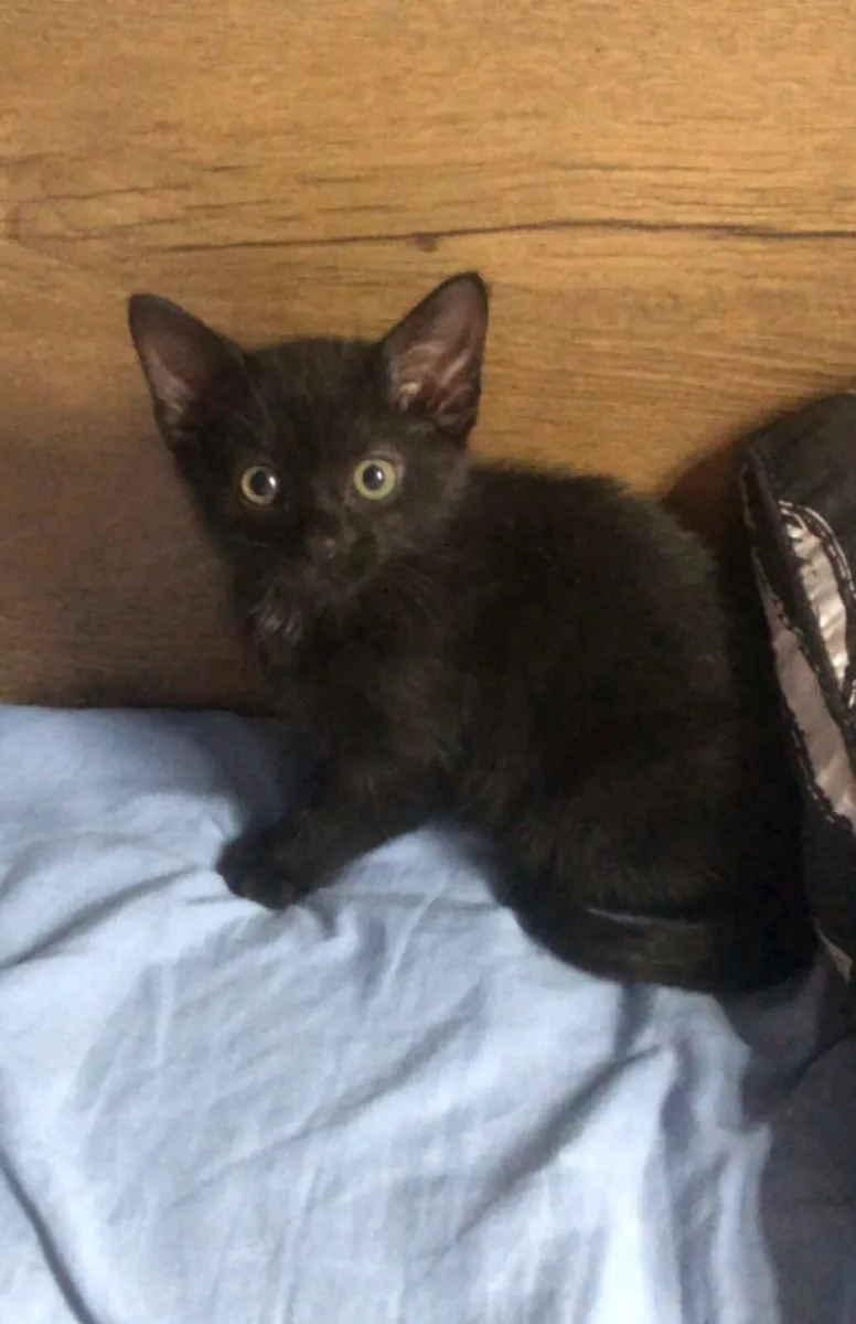 Kitten - Image 1