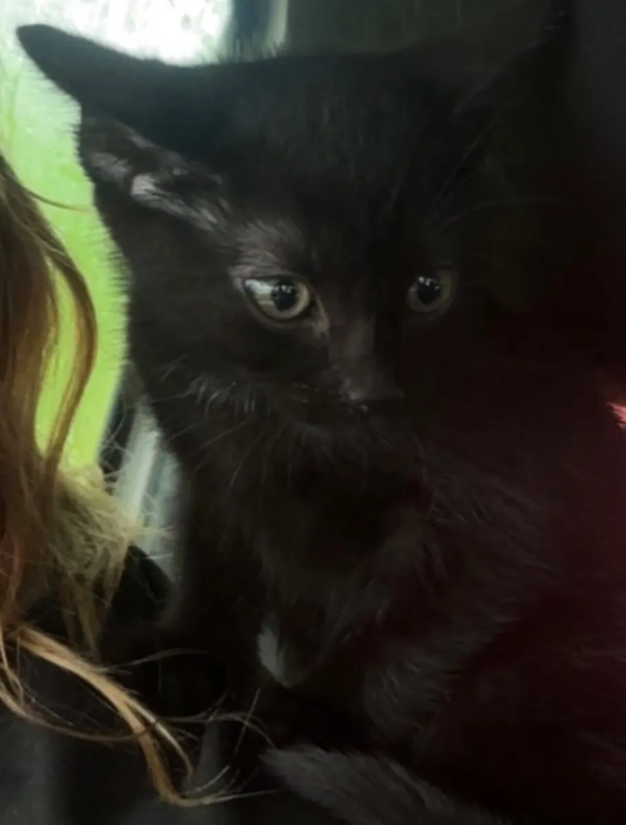 Kitten - Image 2