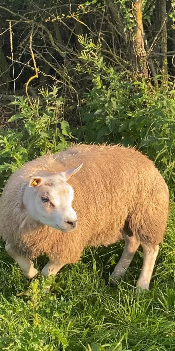 PBR beltex ram lamb - Image 1